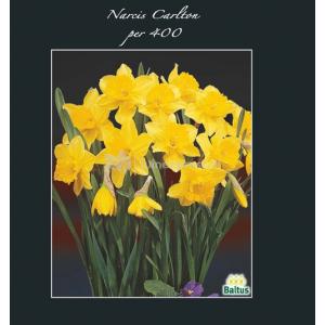 Baltus Narcissus Carlton bloembollen per 400 stuks